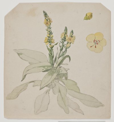 Blooming King Candle (ordrum) av Jørgen Roed