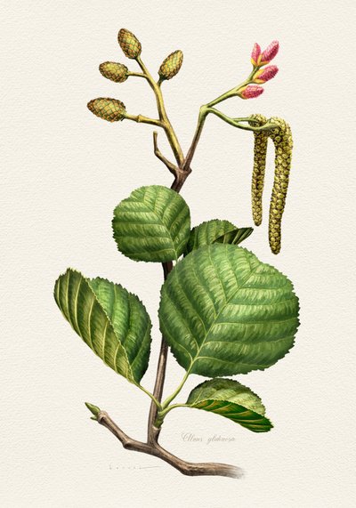 Botanisk studie av al av Juan Hernaz