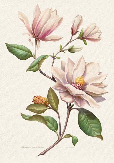 Rodnande magnoliablommor av Juan Hernaz