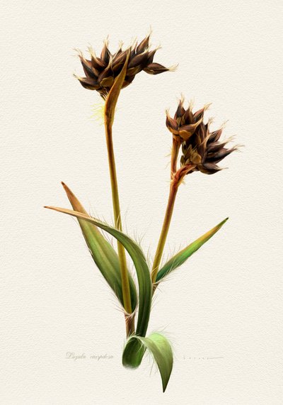 En detaljerad botanisk studie av Juan Hernaz