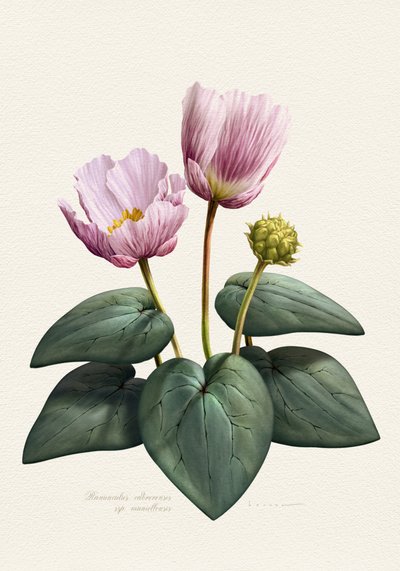 Eleganta rosa botaniska blommor av Juan Hernaz