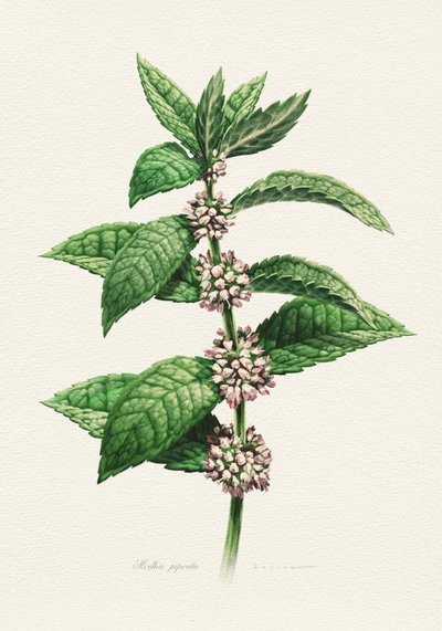 Blommande mynta – botanisk beskrivning av Juan Hernaz