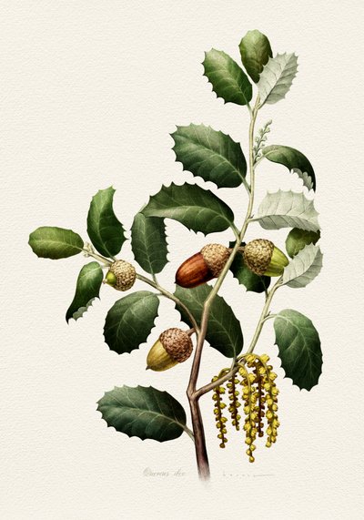 Ekollon – botaniskt av Juan Hernaz