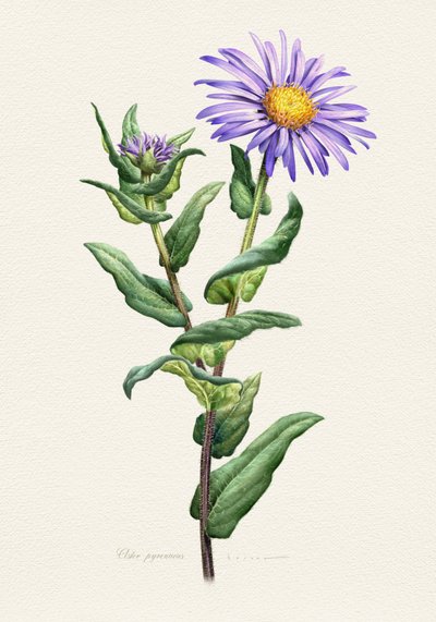 Botanisk studie av lila aster av Juan Hernaz