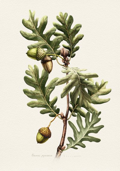 Botanisk konst: Pyrenéernas ek av Juan Hernaz