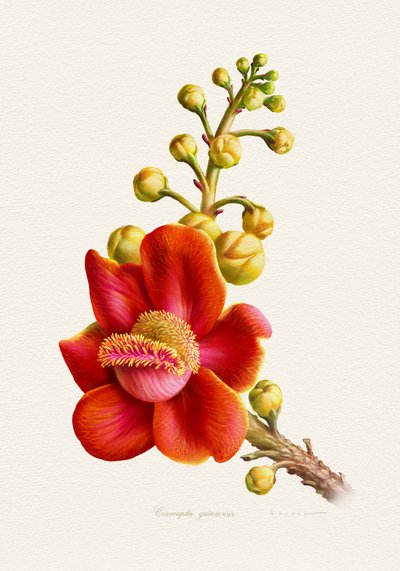 Den färgsprakande kanonblomman av Juan Hernaz