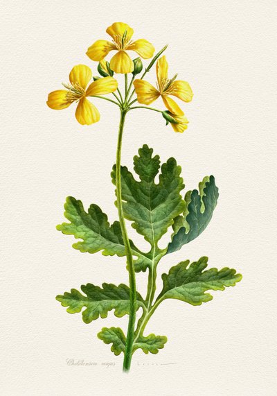 Vintage Celandine Botanical av Juan Hernaz