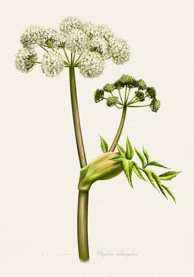 Botanisk illustration av vit angelika av Juan Hernaz