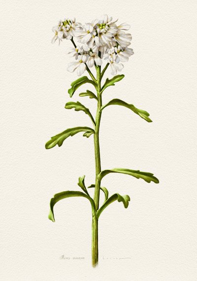 Vit blåklint – botanisk beskrivning av Juan Hernaz