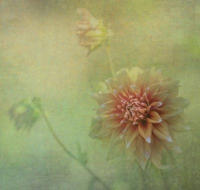 Drömmande dahlia i full blom av Judy Tseng