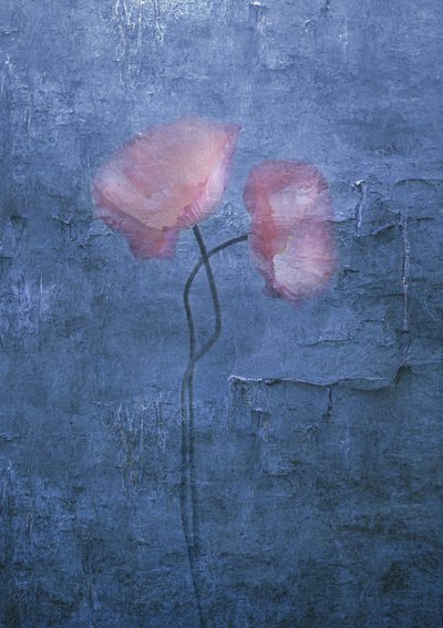 Mjukt rosa vallmo av Judy Tseng