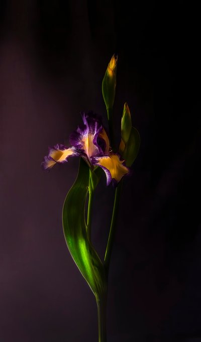 En livfull irisblomma av Judy Tseng