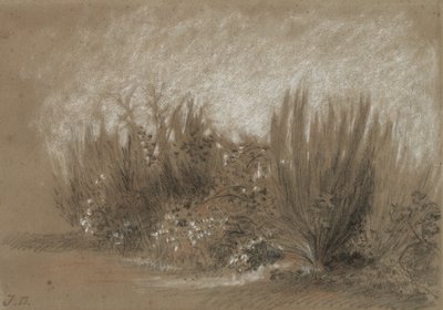 Genets et Ronces (Broom and Brambles) av Jules Dupré