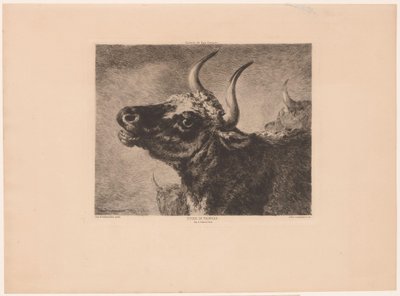 Huvud av en tjur Etude de taureau. (titel på objekt) av Jules Ferdinand Jacquemart