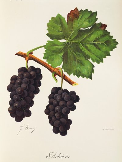 Acheria druva av J. Troncy av Jules Troncy