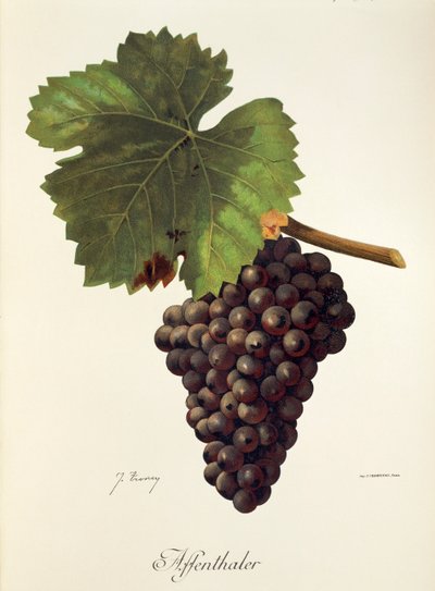 Affenthaler druva av J. Troncy av Jules Troncy
