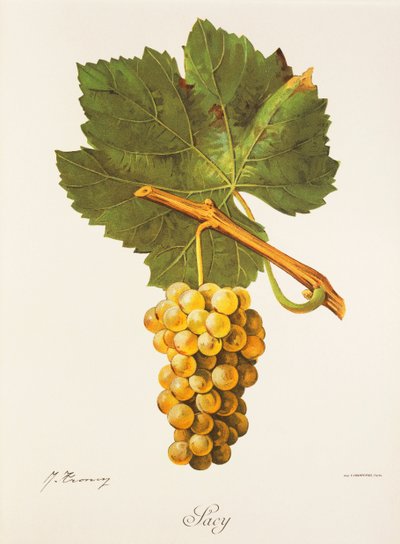 Albourla druva av J. Troncy av Jules Troncy