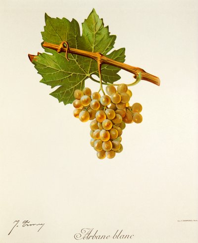 Arbane Blanc druva av J. Troncy av Jules Troncy