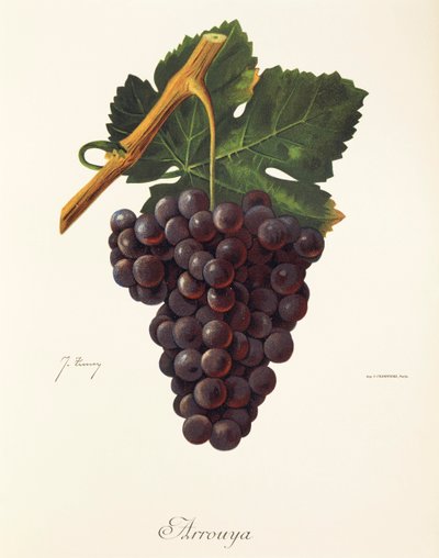 Arrouya druva av J. Troncy av Jules Troncy
