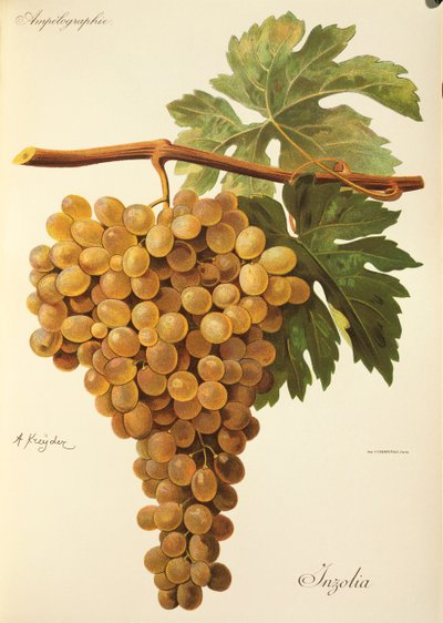 Aspirandruva av J. Troncy av Jules Troncy
