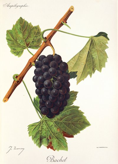 Bachet druva av J. Troncy av Jules Troncy