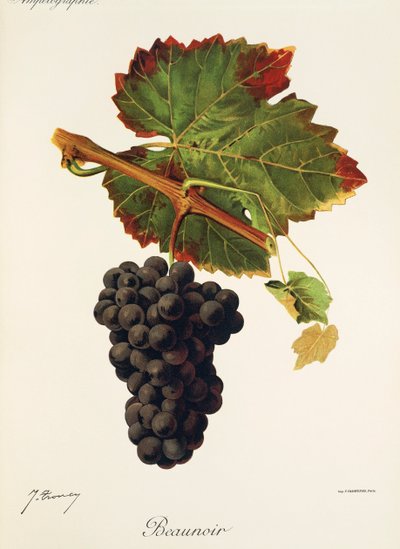 Beaunoir-druva av J. Troncy av Jules Troncy