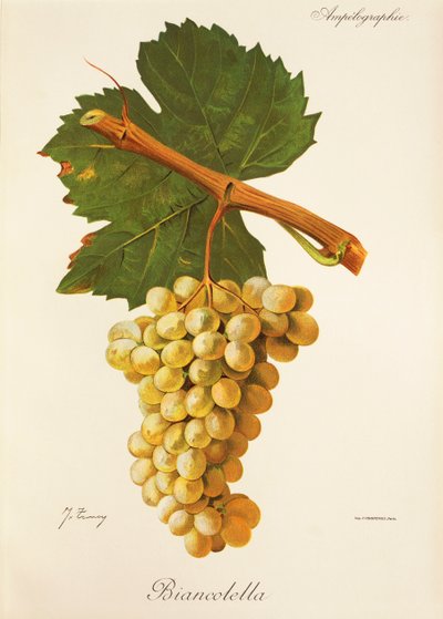 Biancolella druva av J. Troncy av Jules Troncy