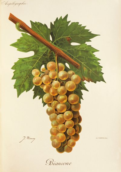 Biancone druva av J. Troncy av Jules Troncy
