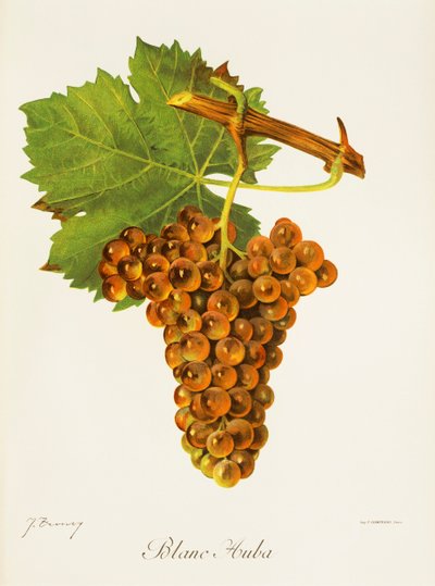 Blanc Auba druva av J. Troncy av Jules Troncy
