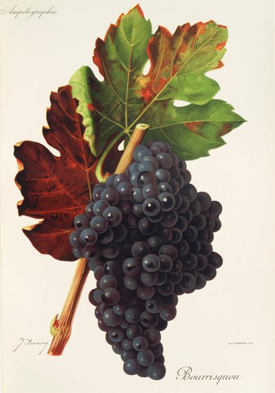 Bourrisquou druva av J. Troncy av Jules Troncy