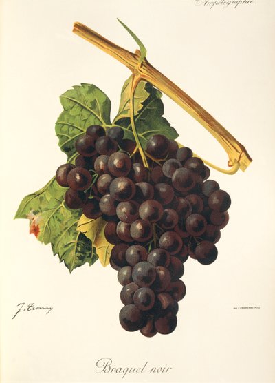 Braquet Noir druva av J. Troncy av Jules Troncy