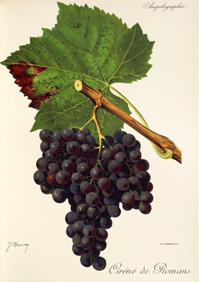 Cirene de Romans druva av J. Troncy av Jules Troncy