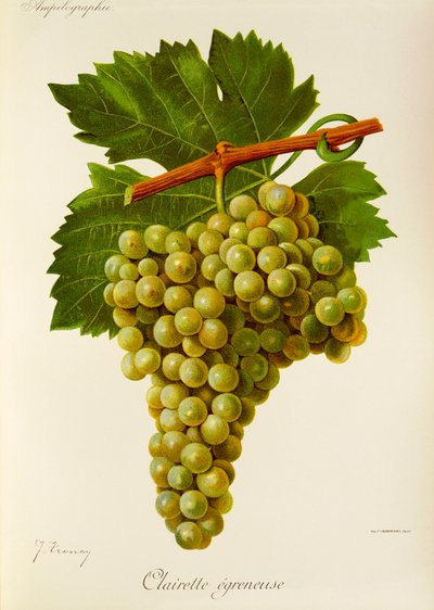 Clairette Egreneuse druva av J. Troncy av Jules Troncy