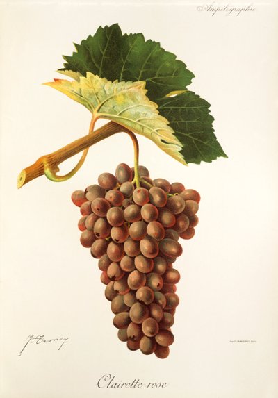 Clairette Rose druva av J. Troncy av Jules Troncy