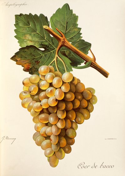 Coer de Bacco druva av J. Troncy av Jules Troncy