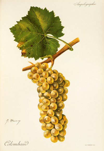 Colombaud druva av J. Troncy av Jules Troncy