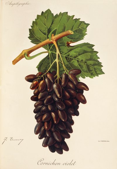 Cornichon Violet druva av J. Troncy av Jules Troncy