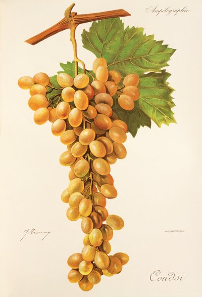 Coudsi druva av J. Troncy av Jules Troncy