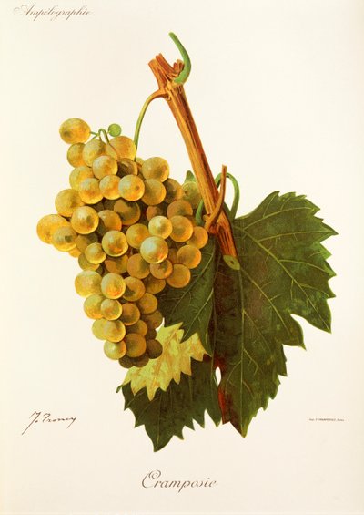 Cramposie druva av J. Troncy av Jules Troncy