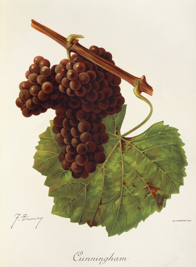 Cunningham druva av J. Troncy av Jules Troncy