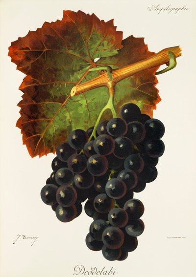 Drodelabi druva av J. Troncy av Jules Troncy