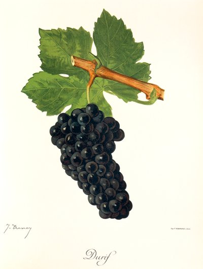Durif druva av J. Troncy av Jules Troncy