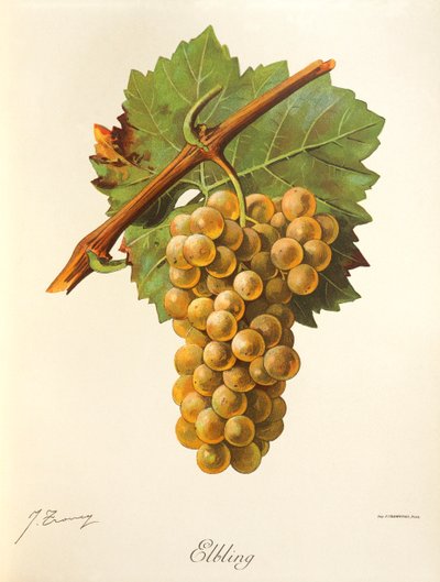 Elblingdruva av J. Trancy av Jules Troncy