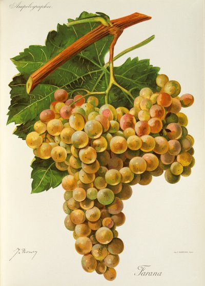 Farana druva av J. Troncy av Jules Troncy