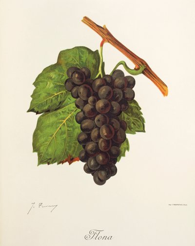 Flona druva av J. Troncy av Jules Troncy