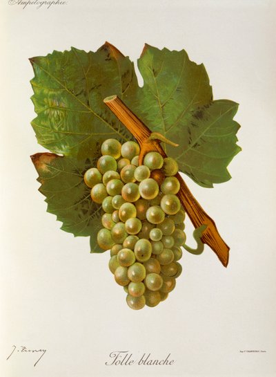 Folle Blanche druva av J. Troncy av Jules Troncy