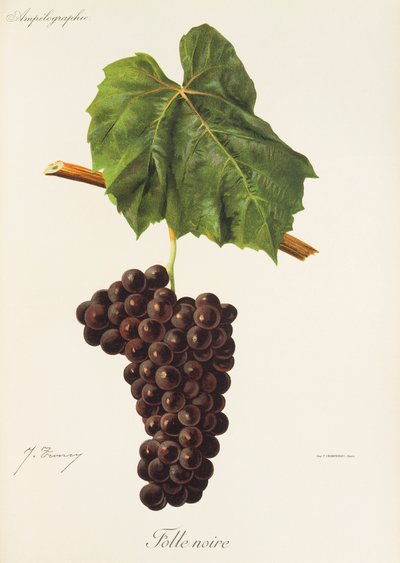 Folle Noire druva av J. Troncy av Jules Troncy