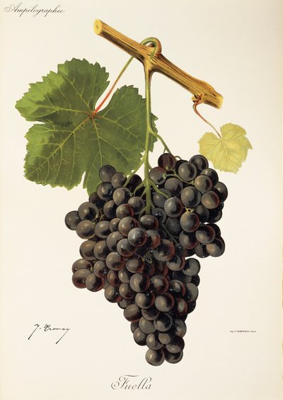 Fuella druva av J. Troncy av Jules Troncy