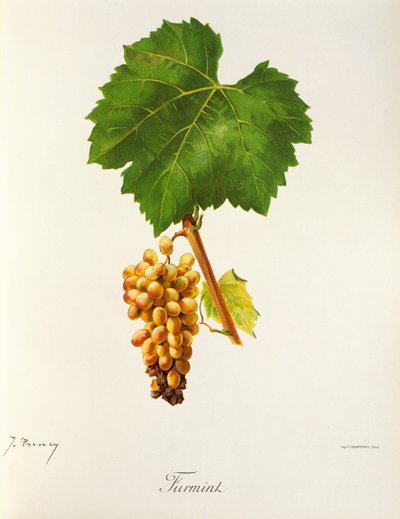 Furmint druva av J. Troncy av Jules Troncy