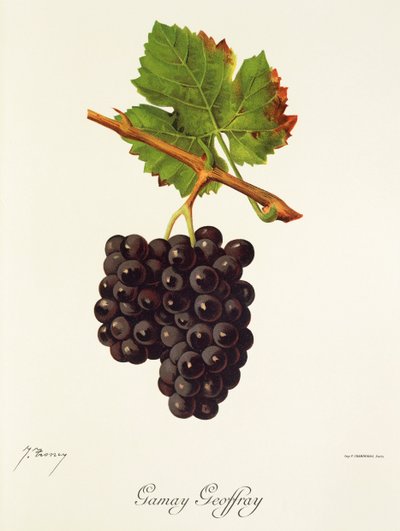 Gamay Geoffray druva av J. Troncy av Jules Troncy